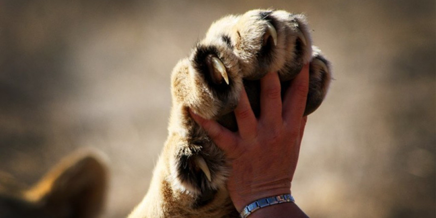 Les Fondements de la Communication Animale : Une Connexion Profonde avec Nos Compagnons