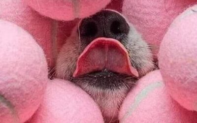 Communiquer avec les animaux et respecter sa logique personnelle