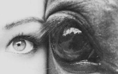 Harvard et la communication animale