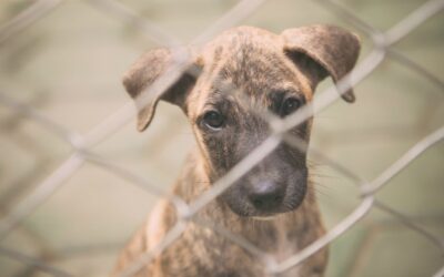 La Communication Animale : Un Outil pour la Réhabilitation des Animaux de Refuge