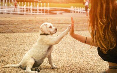 La Communication Animale : Un Dialogue Silencieux et Puissant