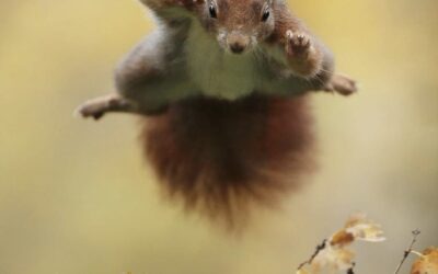 Télépathie et Animaux Sauvages : Une Connexion Inattendue