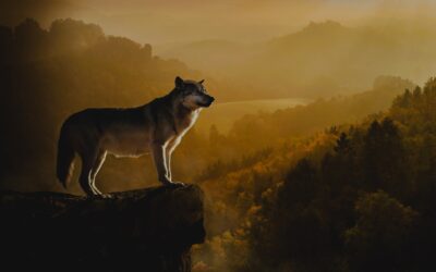 L&rsquo;Éveil Spirituel à Travers la Communication Animale