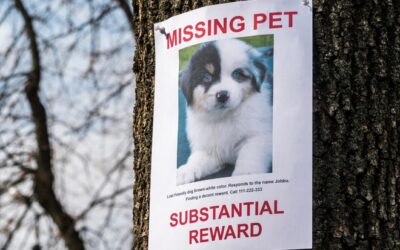 Le fil d&rsquo;argent où la solution pour retrouver son animal perdu