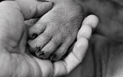 La Communication Animale et son Impact sur le Comportement des Animaux de Compagnie