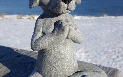 Comment la Communication Animale Aide les Animaux de Refuge : Vers une Réhabilitation Réussie