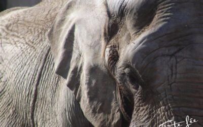 La communication Animale pour tous