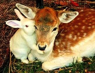 Notre regard d&rsquo;enfant sur le monde animal