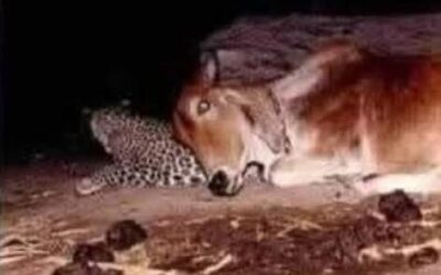 L&rsquo;histoire du léopard et de la vache