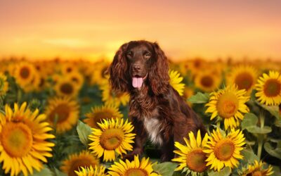 Une Vie Épanouie : Enrichir Votre Relation avec la Communication Animale